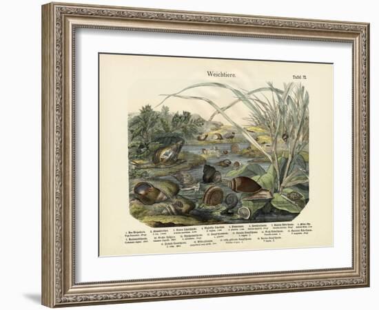 Molluscs, C.1860-null-Framed Giclee Print