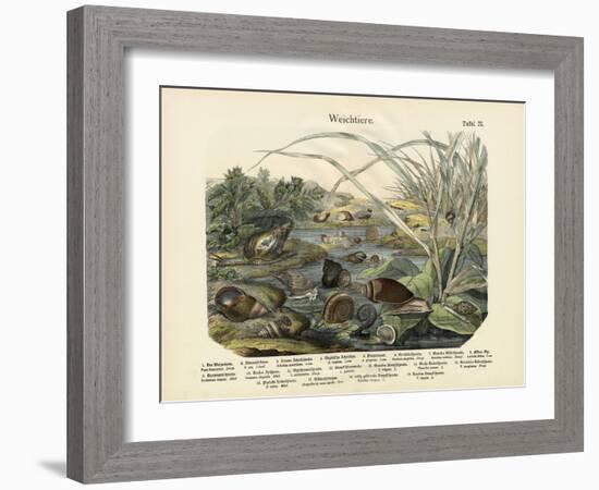 Molluscs, C.1860-null-Framed Giclee Print