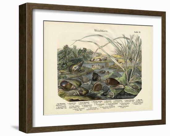 Molluscs, C.1860-null-Framed Giclee Print