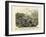 Molluscs, C.1860-null-Framed Giclee Print