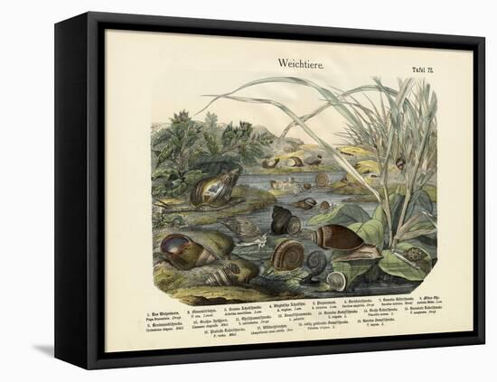 Molluscs, C.1860-null-Framed Premier Image Canvas