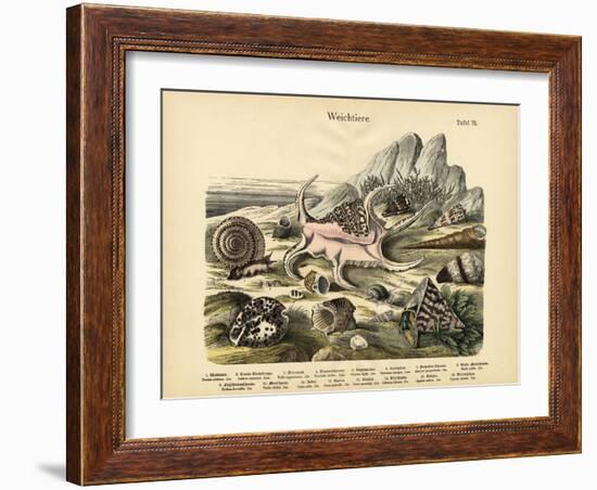 Molluscs, C.1860-null-Framed Giclee Print