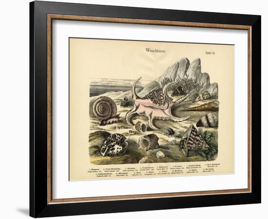 Molluscs, C.1860-null-Framed Giclee Print