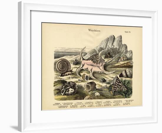 Molluscs, C.1860-null-Framed Giclee Print