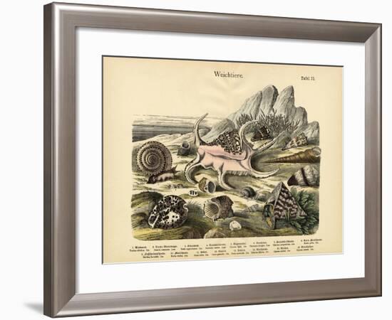 Molluscs, C.1860-null-Framed Giclee Print