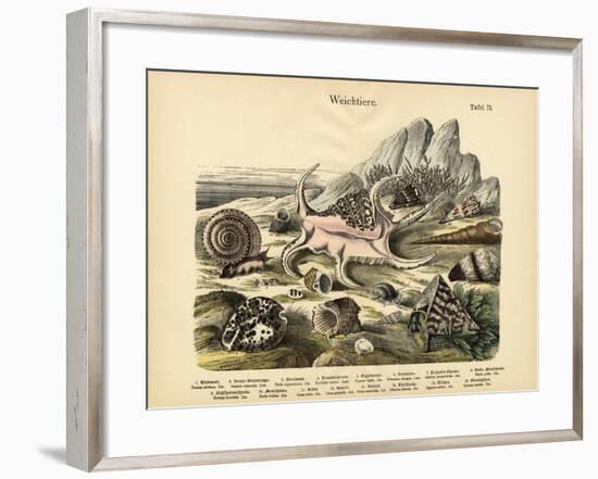 Molluscs, C.1860-null-Framed Giclee Print