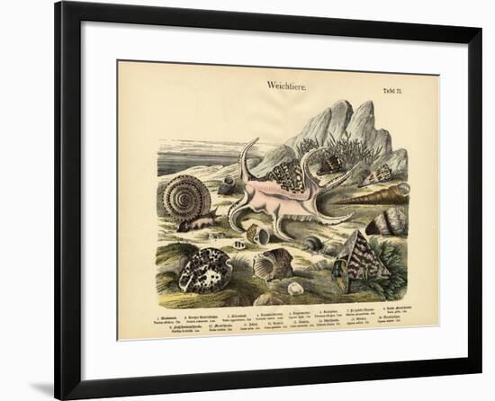 Molluscs, C.1860-null-Framed Giclee Print