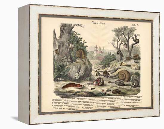 Molluscs, C.1860-null-Framed Premier Image Canvas