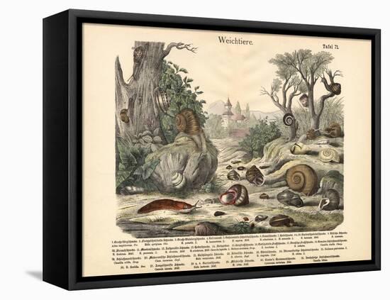 Molluscs, C.1860-null-Framed Premier Image Canvas