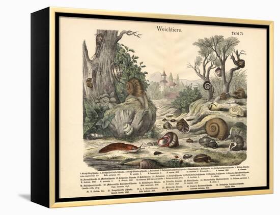 Molluscs, C.1860-null-Framed Premier Image Canvas