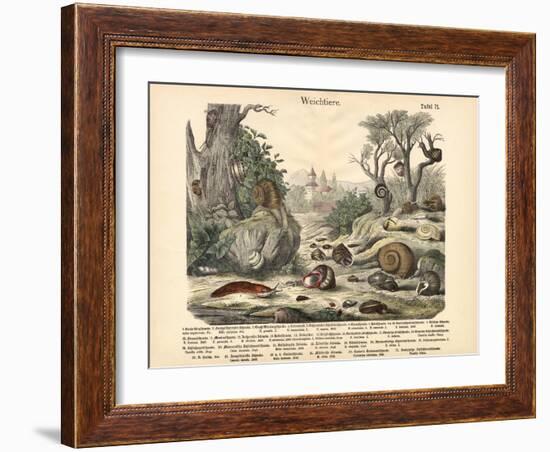 Molluscs, C.1860-null-Framed Giclee Print