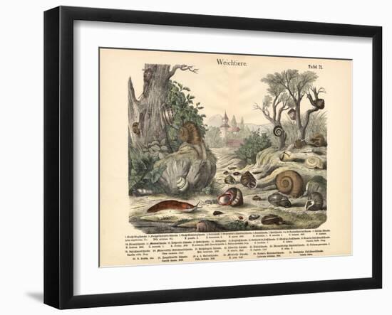 Molluscs, C.1860-null-Framed Giclee Print