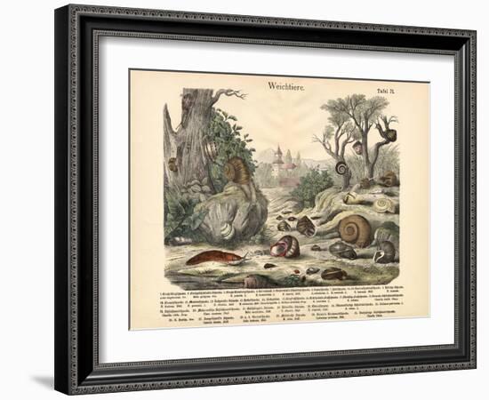 Molluscs, C.1860-null-Framed Giclee Print