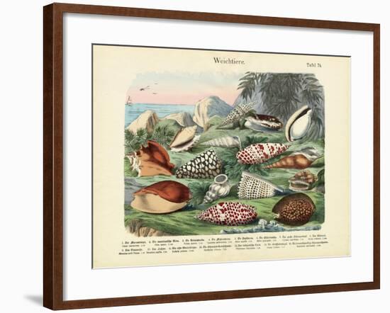 Molluscs, C.1860-null-Framed Giclee Print