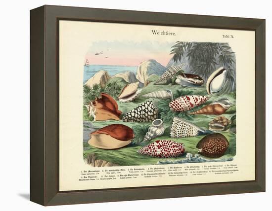 Molluscs, C.1860-null-Framed Premier Image Canvas