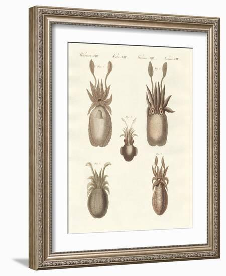 Molluscs or Soft Worms-null-Framed Giclee Print