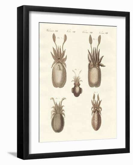 Molluscs or Soft Worms-null-Framed Giclee Print