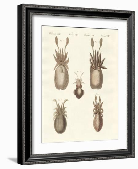 Molluscs or Soft Worms-null-Framed Giclee Print