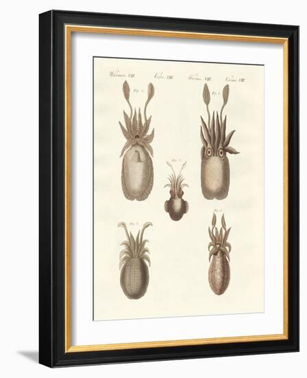 Molluscs or Soft Worms-null-Framed Giclee Print