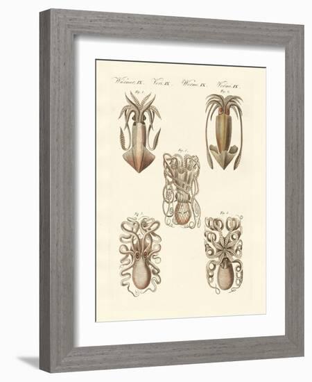 Molluscs or Soft Worms-null-Framed Giclee Print