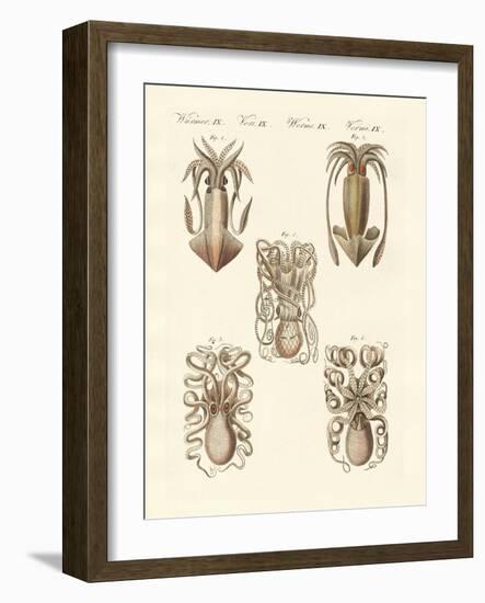 Molluscs or Soft Worms-null-Framed Giclee Print