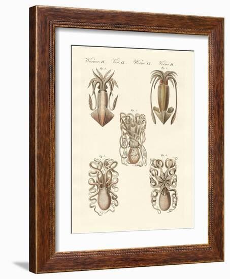 Molluscs or Soft Worms-null-Framed Giclee Print