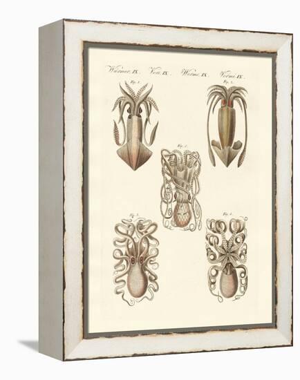 Molluscs or Soft Worms-null-Framed Premier Image Canvas