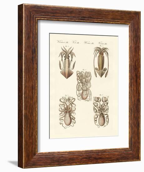 Molluscs or Soft Worms-null-Framed Giclee Print