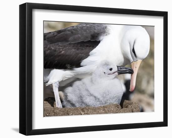 Mollymawk Chick with Adult Bird on Nest. Falkland Islands-Martin Zwick-Framed Photographic Print