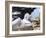 Mollymawk Chick with Adult Bird on Nest. Falkland Islands-Martin Zwick-Framed Photographic Print