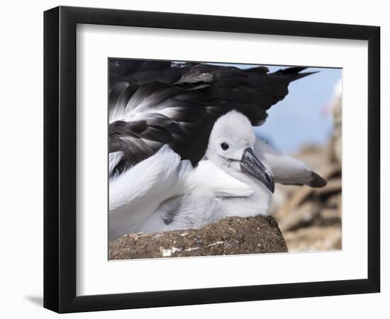 Mollymawk Chick with Adult Bird on Nest. Falkland Islands-Martin Zwick-Framed Photographic Print