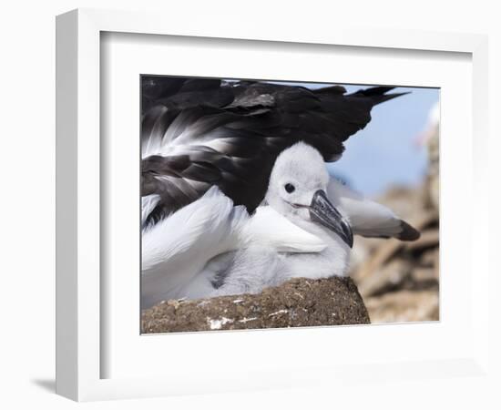 Mollymawk Chick with Adult Bird on Nest. Falkland Islands-Martin Zwick-Framed Photographic Print