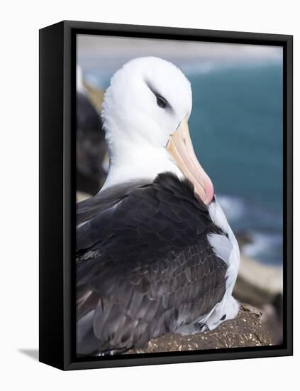 Mollymawk Chick with Adult Bird on Nest. Falkland Islands-Martin Zwick-Framed Premier Image Canvas