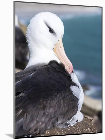 Mollymawk Chick with Adult Bird on Nest. Falkland Islands-Martin Zwick-Mounted Photographic Print