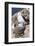 Mollymawk Chick with Adult Bird on Nest. Falkland Islands-Martin Zwick-Framed Photographic Print