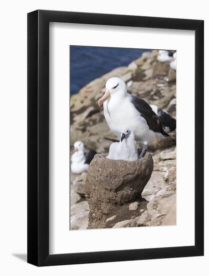 Mollymawk Chick with Adult Bird on Nest. Falkland Islands-Martin Zwick-Framed Photographic Print