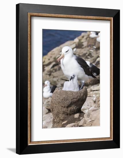 Mollymawk Chick with Adult Bird on Nest. Falkland Islands-Martin Zwick-Framed Photographic Print