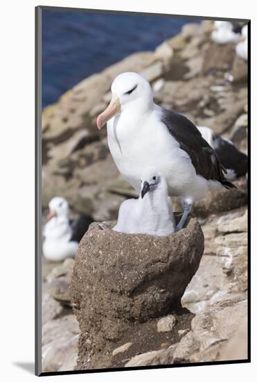 Mollymawk Chick with Adult Bird on Nest. Falkland Islands-Martin Zwick-Mounted Photographic Print