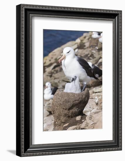 Mollymawk Chick with Adult Bird on Nest. Falkland Islands-Martin Zwick-Framed Photographic Print