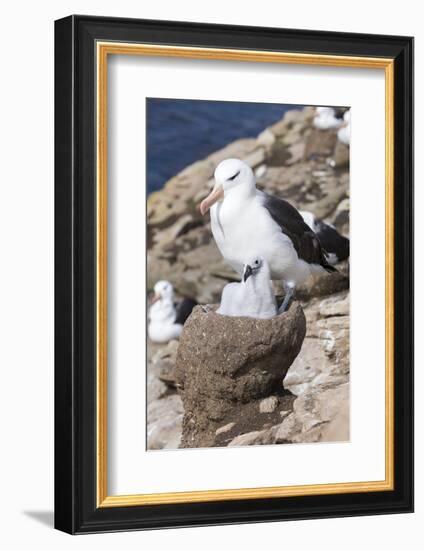 Mollymawk Chick with Adult Bird on Nest. Falkland Islands-Martin Zwick-Framed Photographic Print