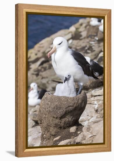 Mollymawk Chick with Adult Bird on Nest. Falkland Islands-Martin Zwick-Framed Premier Image Canvas