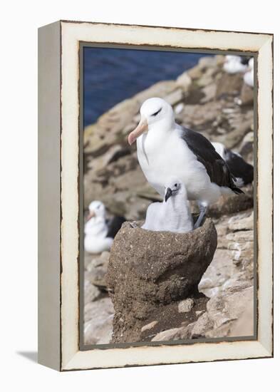 Mollymawk Chick with Adult Bird on Nest. Falkland Islands-Martin Zwick-Framed Premier Image Canvas