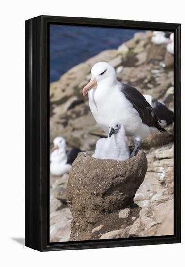 Mollymawk Chick with Adult Bird on Nest. Falkland Islands-Martin Zwick-Framed Premier Image Canvas