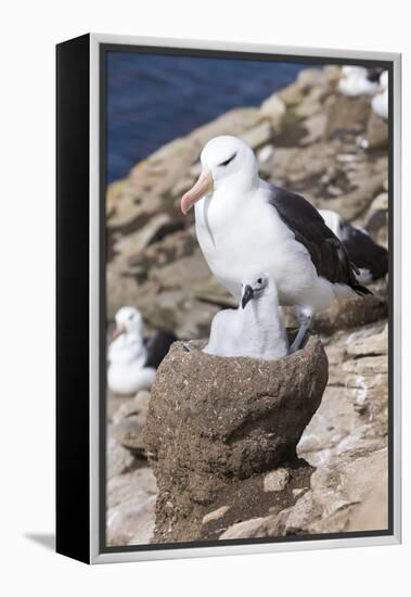 Mollymawk Chick with Adult Bird on Nest. Falkland Islands-Martin Zwick-Framed Premier Image Canvas