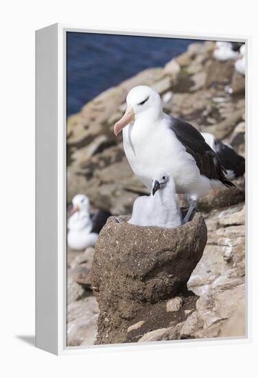 Mollymawk Chick with Adult Bird on Nest. Falkland Islands-Martin Zwick-Framed Premier Image Canvas