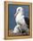 Mollymawk Chick with Adult Bird on Nest. Falkland Islands-Martin Zwick-Framed Premier Image Canvas