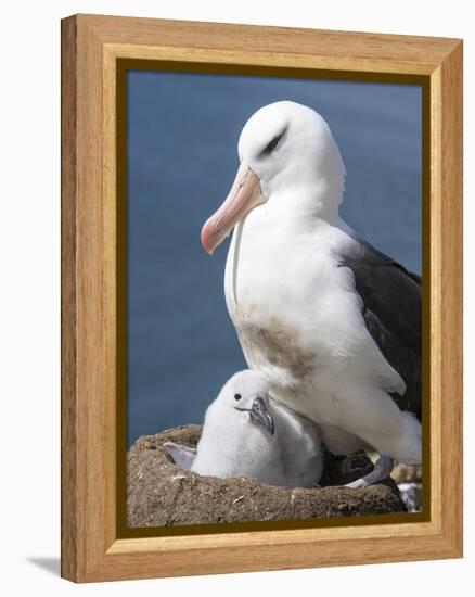 Mollymawk Chick with Adult Bird on Nest. Falkland Islands-Martin Zwick-Framed Premier Image Canvas