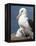 Mollymawk Chick with Adult Bird on Nest. Falkland Islands-Martin Zwick-Framed Premier Image Canvas