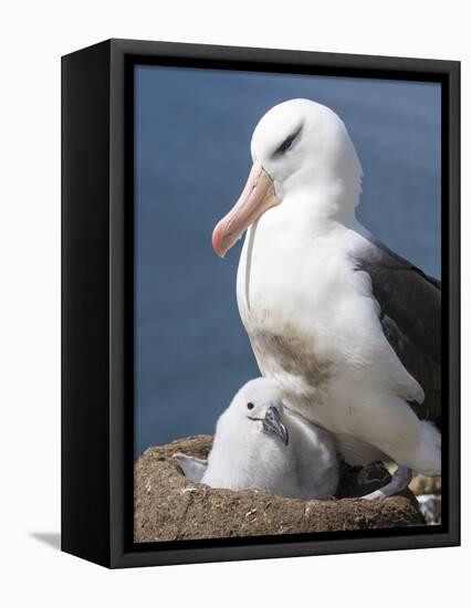 Mollymawk Chick with Adult Bird on Nest. Falkland Islands-Martin Zwick-Framed Premier Image Canvas