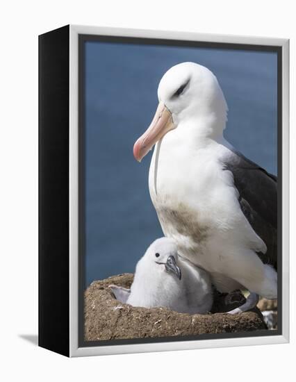Mollymawk Chick with Adult Bird on Nest. Falkland Islands-Martin Zwick-Framed Premier Image Canvas